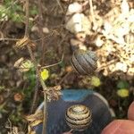 Medicago scutellata Fruto