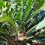 Encephalartos ferox Habitatea