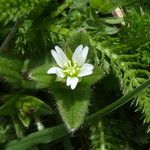 Cerastium fontanum Λουλούδι