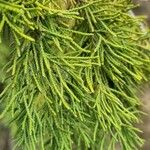 Juniperus procera 葉