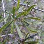 Rhamnus lycioidesFulla