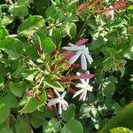 Jasminum fluminense Λουλούδι