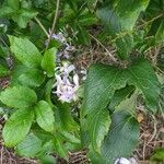 Clematis integrifoliaFlower