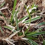 Carex umbrosa Leaf