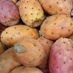 Opuntia ficus-indica Mbuma