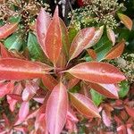 Photinia fraseri Лист