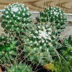 Mammillaria polythele Lehti