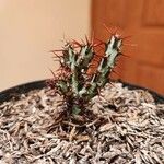 Euphorbia aeruginosa Blatt