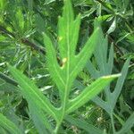 Romneya coulteri Leaf