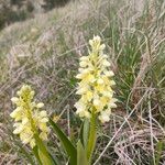 Orchis pallensFlower