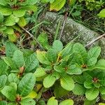 Rhododendron aureum Leaf