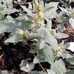 Atriplex laciniata 整株植物