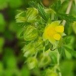 Potentilla norvegica Flor