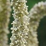 Broussonetia papyrifera Flower