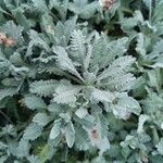 Achillea umbellata Deilen