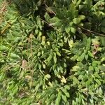 Eriogonum umbellatum Leaf