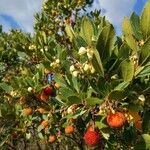 Arbutus andrachne Frucht