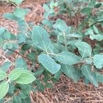 Symphoricarpos rotundifolius Folha