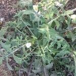 Sonchus oleraceusFolha