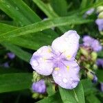 Tradescantia virginianaKvět