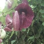 Aristolochia elegans Kvet