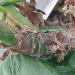 Aglaonema robeleynii Azala