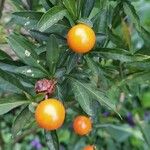 Solanum pseudocapsicumDeilen