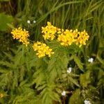 Descurainia tanacetifolia Květ