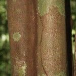 Vouacapoua americana Bark