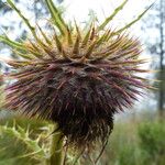 Cirsium jorullense Květ