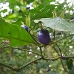 Psychotria suterella Fruto