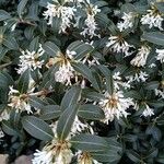 Osmanthus decorus Blüte