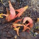 Symplocarpus foetidus Flor