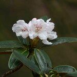 Rhododendron adenogynum Flower