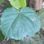 Dombeya wallichii Blad