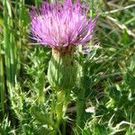 Cirsium acaulon फूल