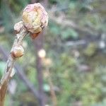 Ribes nigrum Leaf