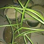 Euphorbia tirucalli Folha