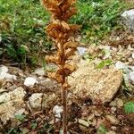 Orobanche rapum-genistae Агульны выгляд