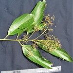 Nectandra membranacea Іншае