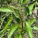 Eupatorium serotinum Leaf