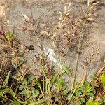 Eragrostis minor Maua