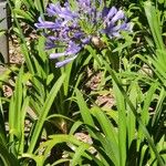 Agapanthus campanulatus Kukka