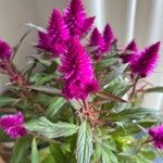 Celosia elegantissima Flower