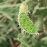 Lathyrus hirsutus Fruit