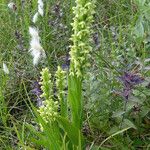 Platanthera flava Хабит