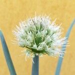 Allium fistulosum Fleur