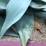 Agave guiengola Hábito