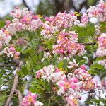 Cassia javanica Blüte