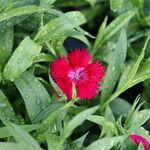 Dianthus spp. Květ